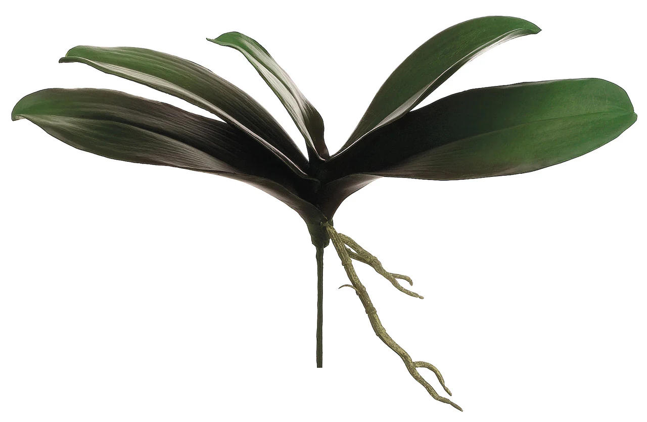 Faux Phalaenopsis Orchid Leaf Plant Green/Burgundy - 13 inch