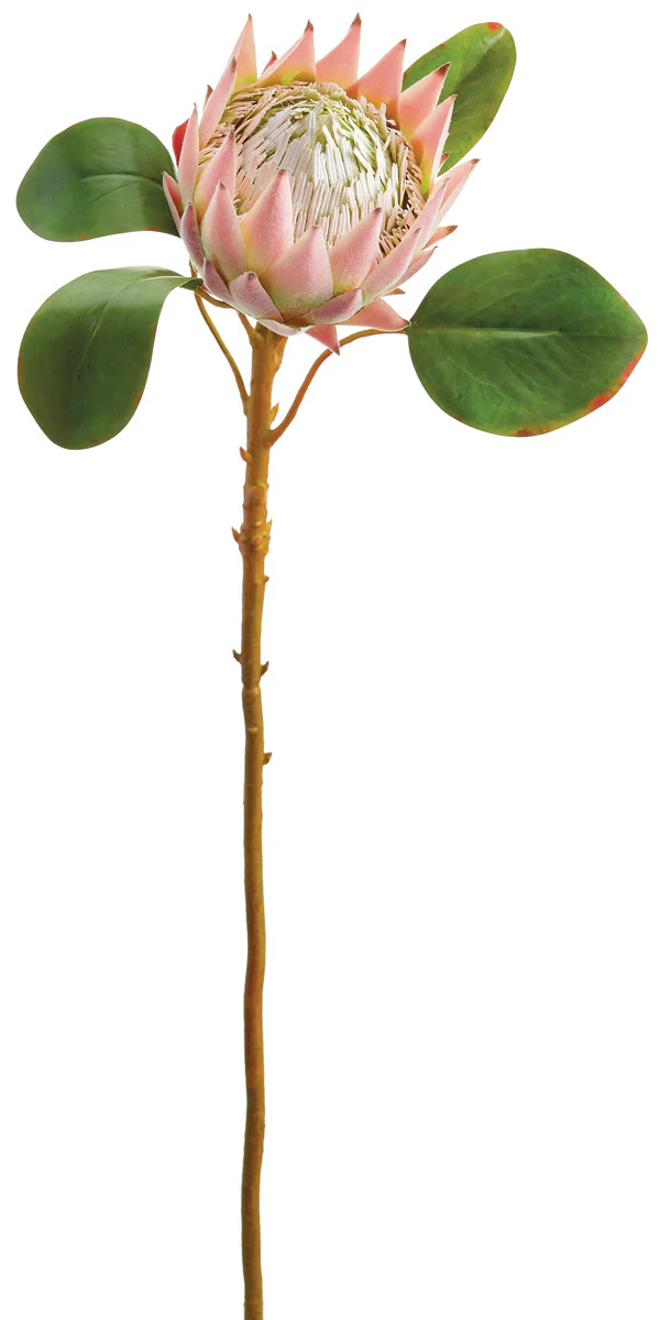 Faux Queen Protea Spray Pink/Green - 26 inch