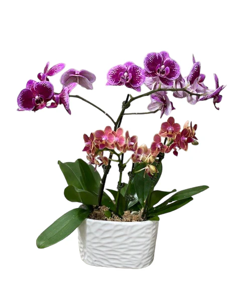 4.5" Orchid Oval Garden - Image 3
