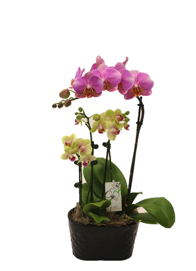 4.5" Orchid Oval Garden - Image 4