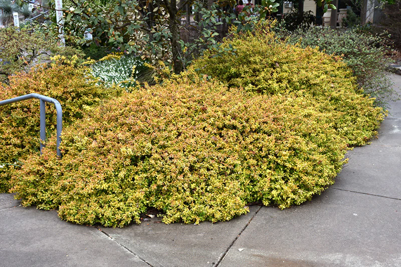Kaleidoscope® Abelia - Image 3