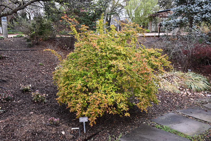 Canyon Creek Abelia