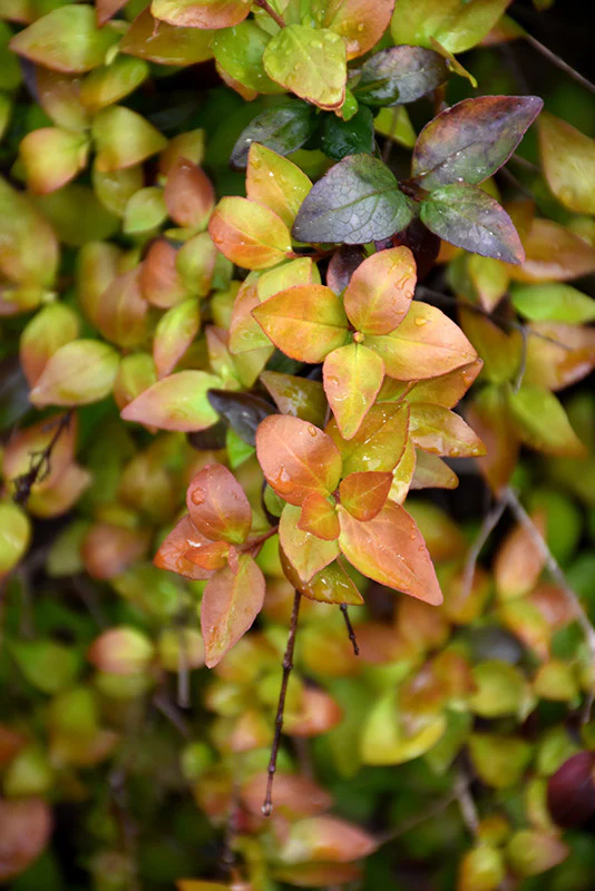 Canyon Creek Abelia - Image 2