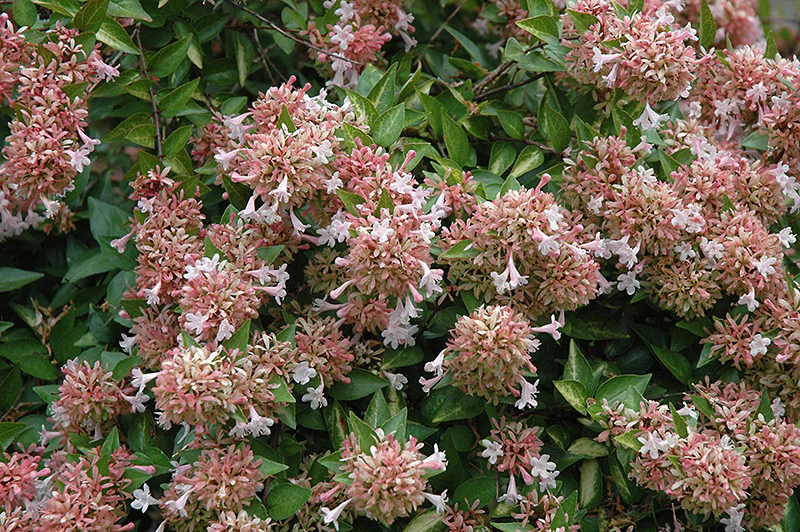 Canyon Creek Abelia - Image 3
