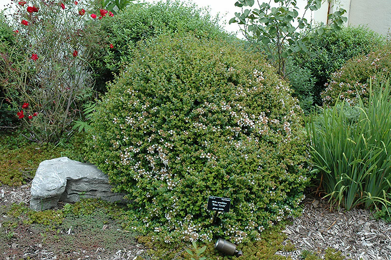 Rose Creek Abelia - Image 3