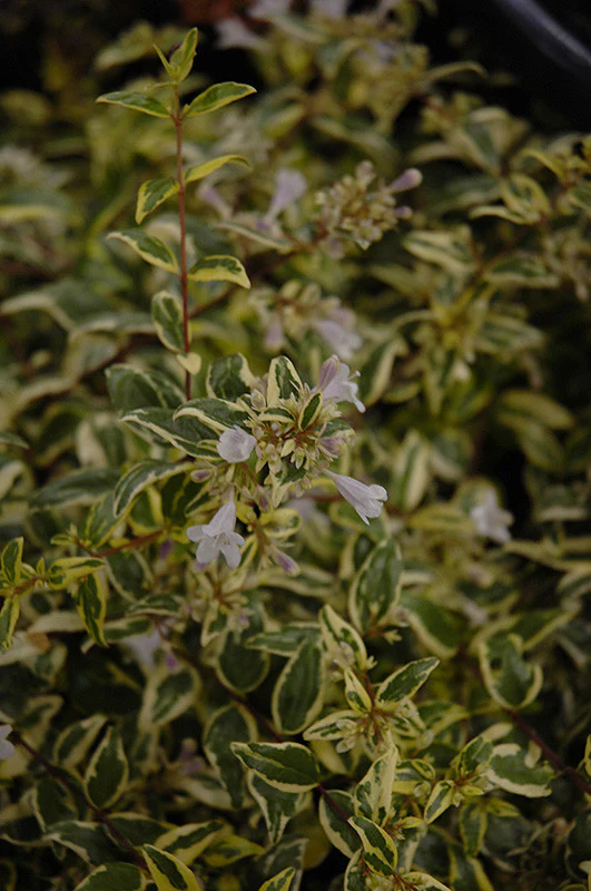 Twist of Lime Glossy Abelia - Image 3
