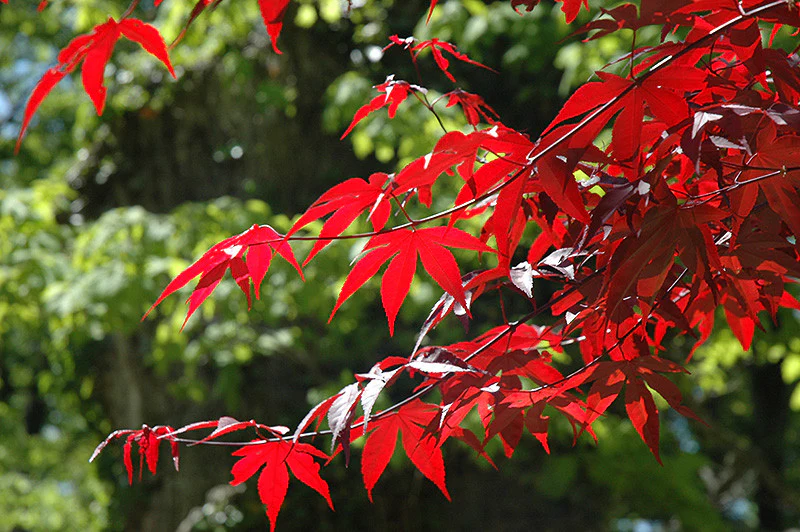 Emperor I Japanese Maple - Image 3