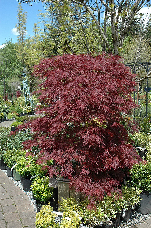Red Dragon Japanese Maple - Image 3