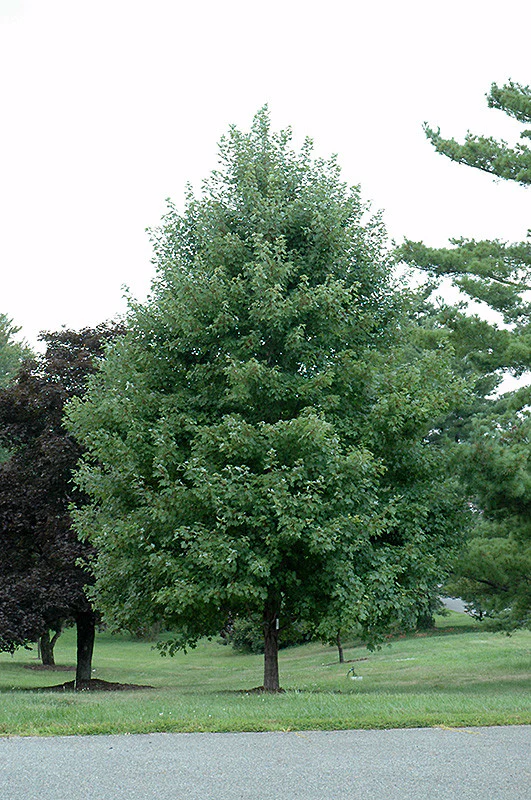 October Glory Red Maple - Image 3
