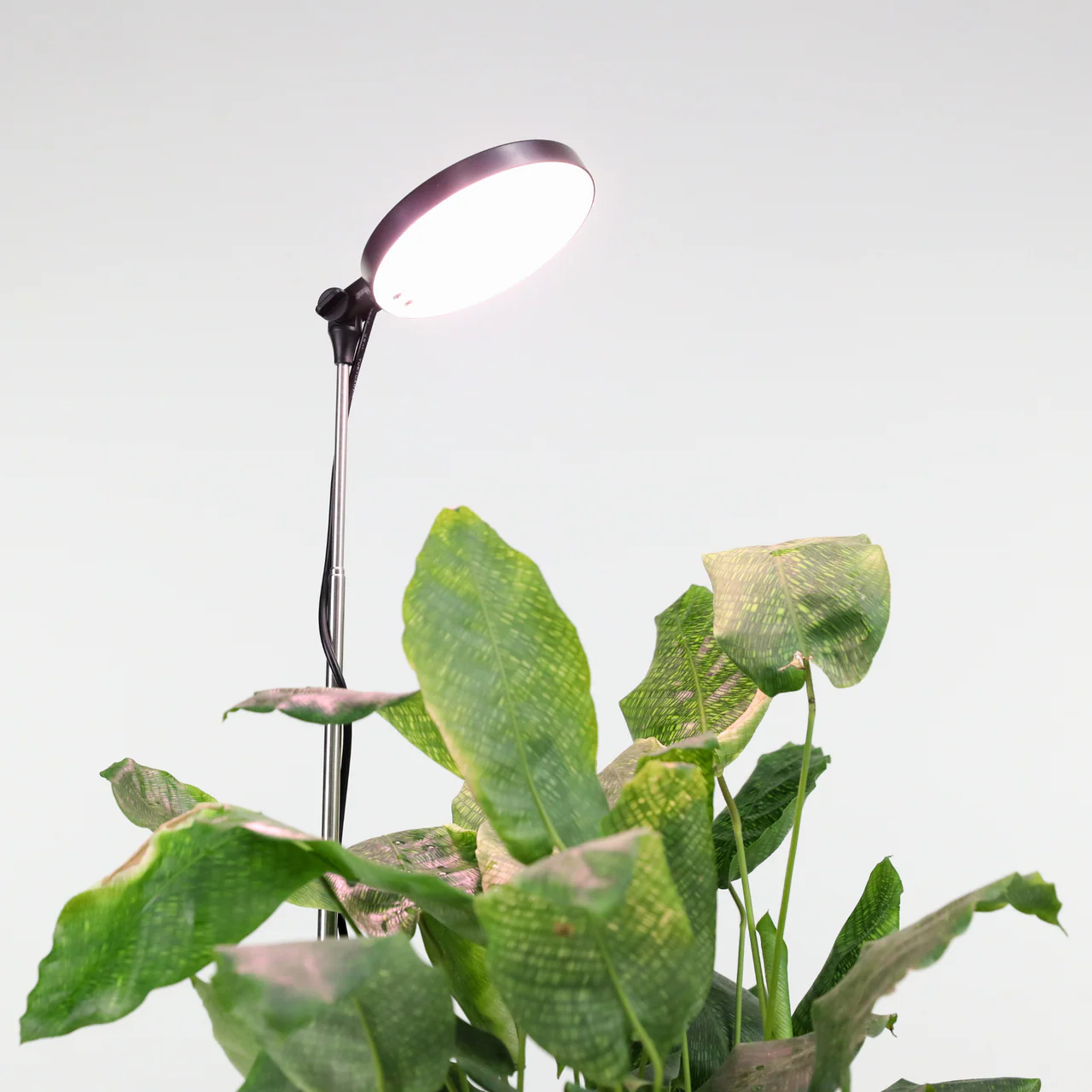 Adjustable Plant Light - Image 4