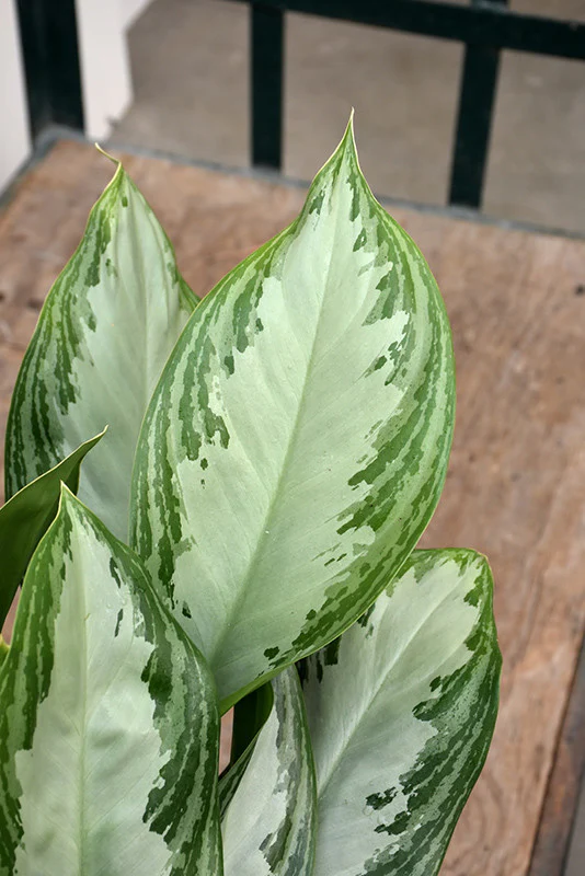 Silver Bay Chinese Evergreen - Image 2