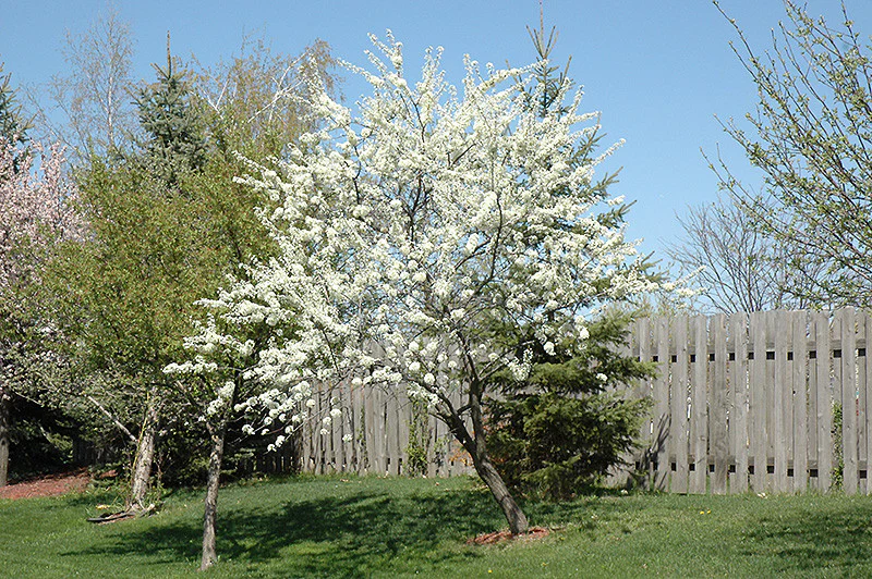 Alderman Plum - Image 3