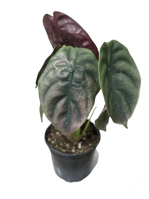 Alocasia Red Secret