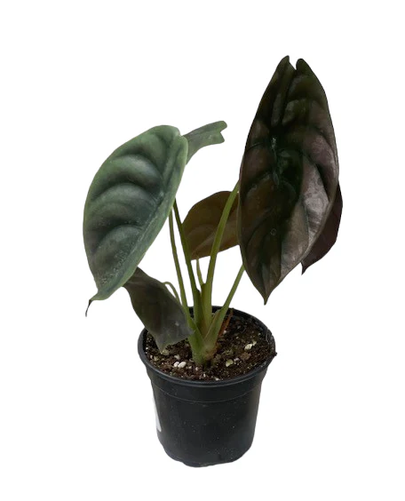 Alocasia Red Secret - Image 2
