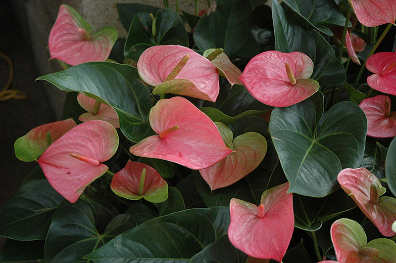 Anthurium - Image 2