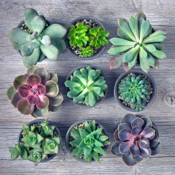 Assorted Succulents - Image 3