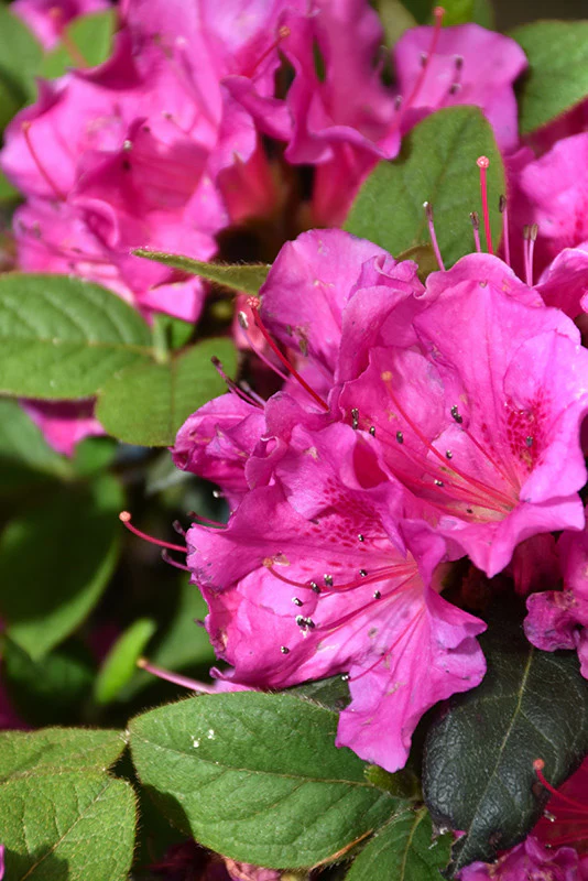 Encore® Autumn Amethyst Azalea