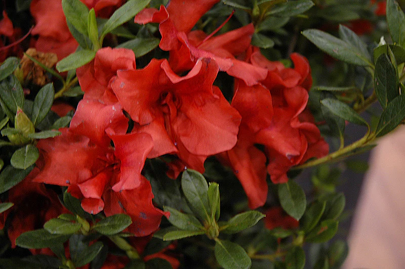 Encore® Autumn Bravo Azalea