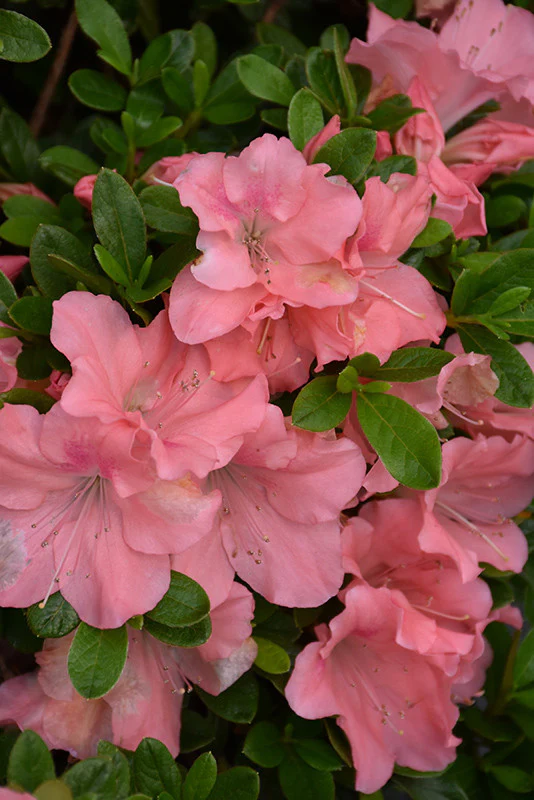 Encore® Autumn Debutante Azalea