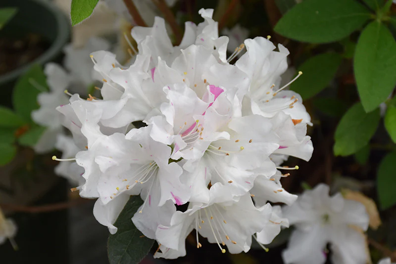 Encore® Autumn Lily Azalea