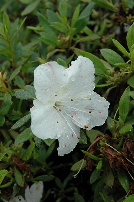 Encore® Autumn Starlite Azalea