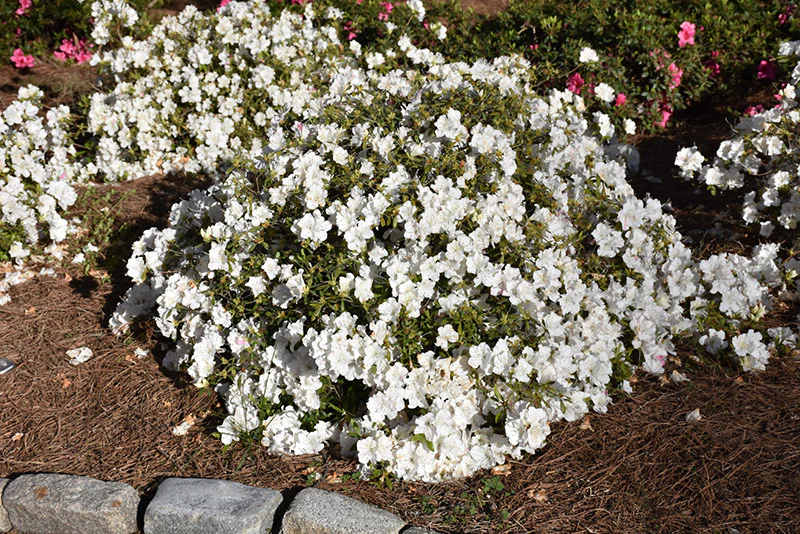 Encore® Autumn Starlite Azalea - Image 2