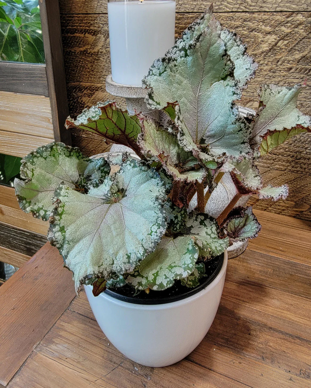 Rex Begonia