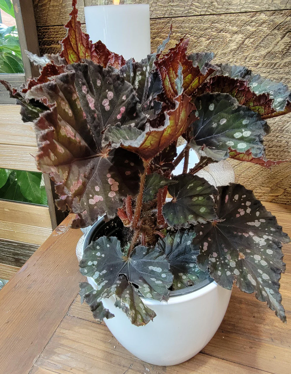 Rex Begonia - Image 2