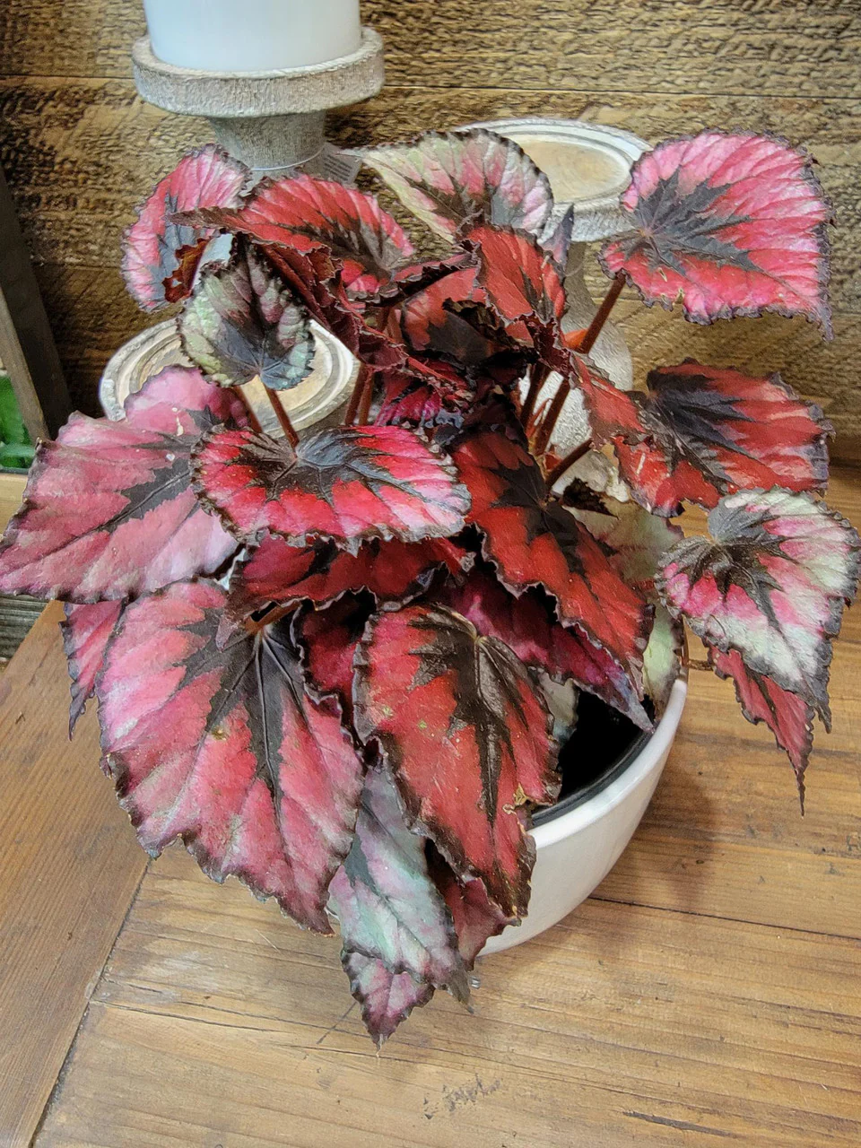 Rex Begonia - Image 3