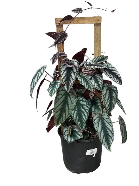 Begonia Cissus Discolor