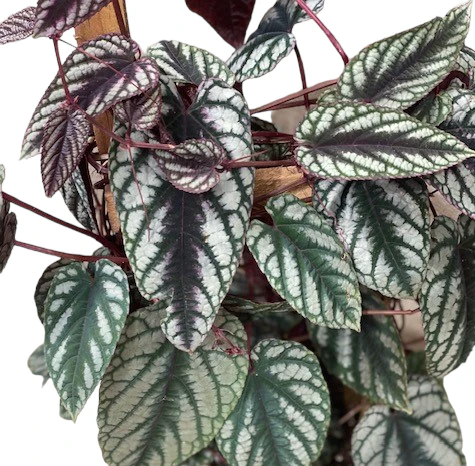 Begonia Cissus Discolor - Image 2