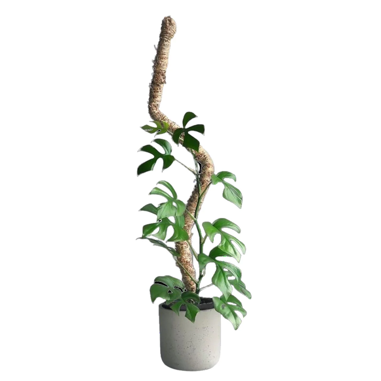 Bendable Moss Pole - Image 4