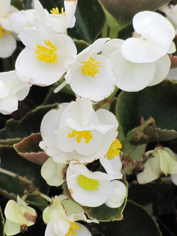Big Leaf Begonia - Image 3