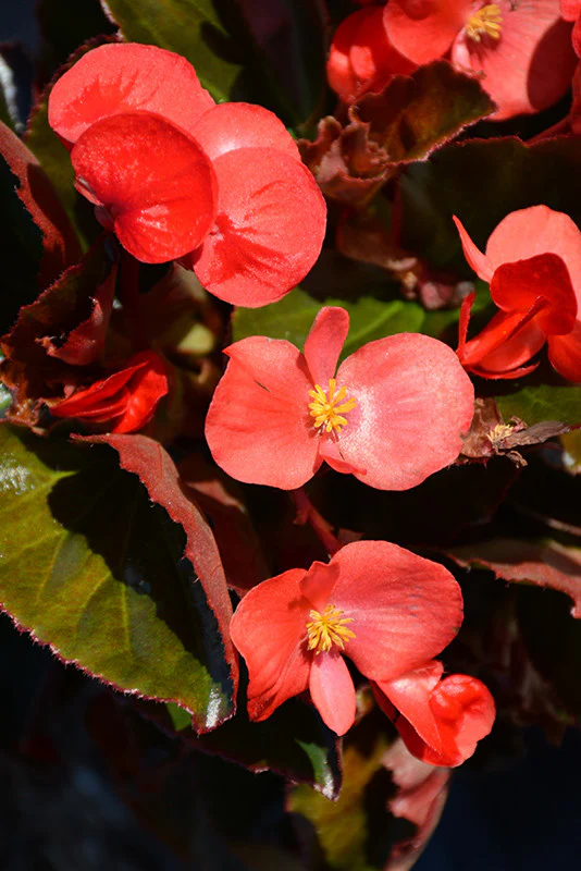 Big Leaf Begonia - Image 4