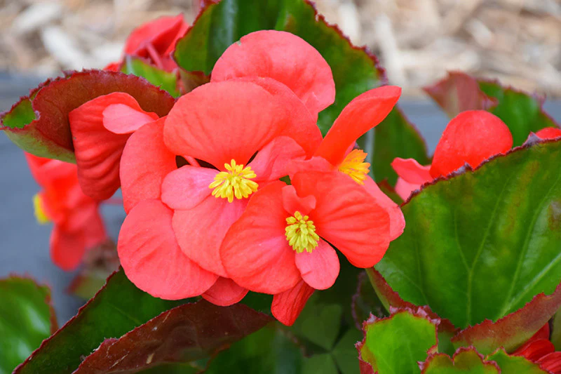 Big Leaf Begonia - Image 5