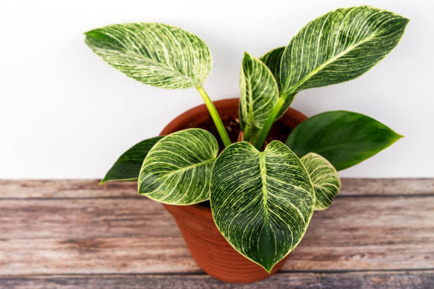Birkin Philodendron