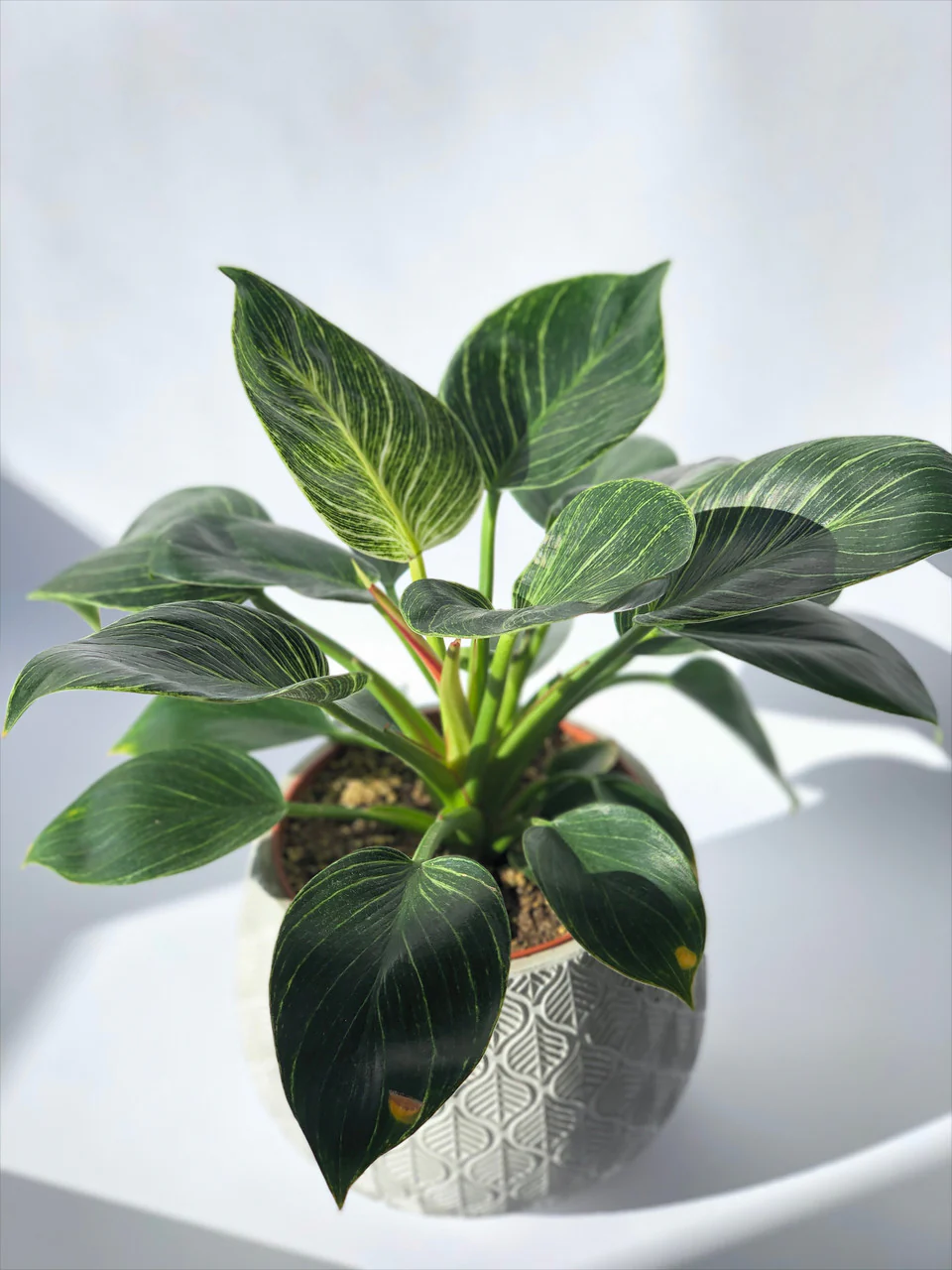 Birkin Philodendron - Image 2