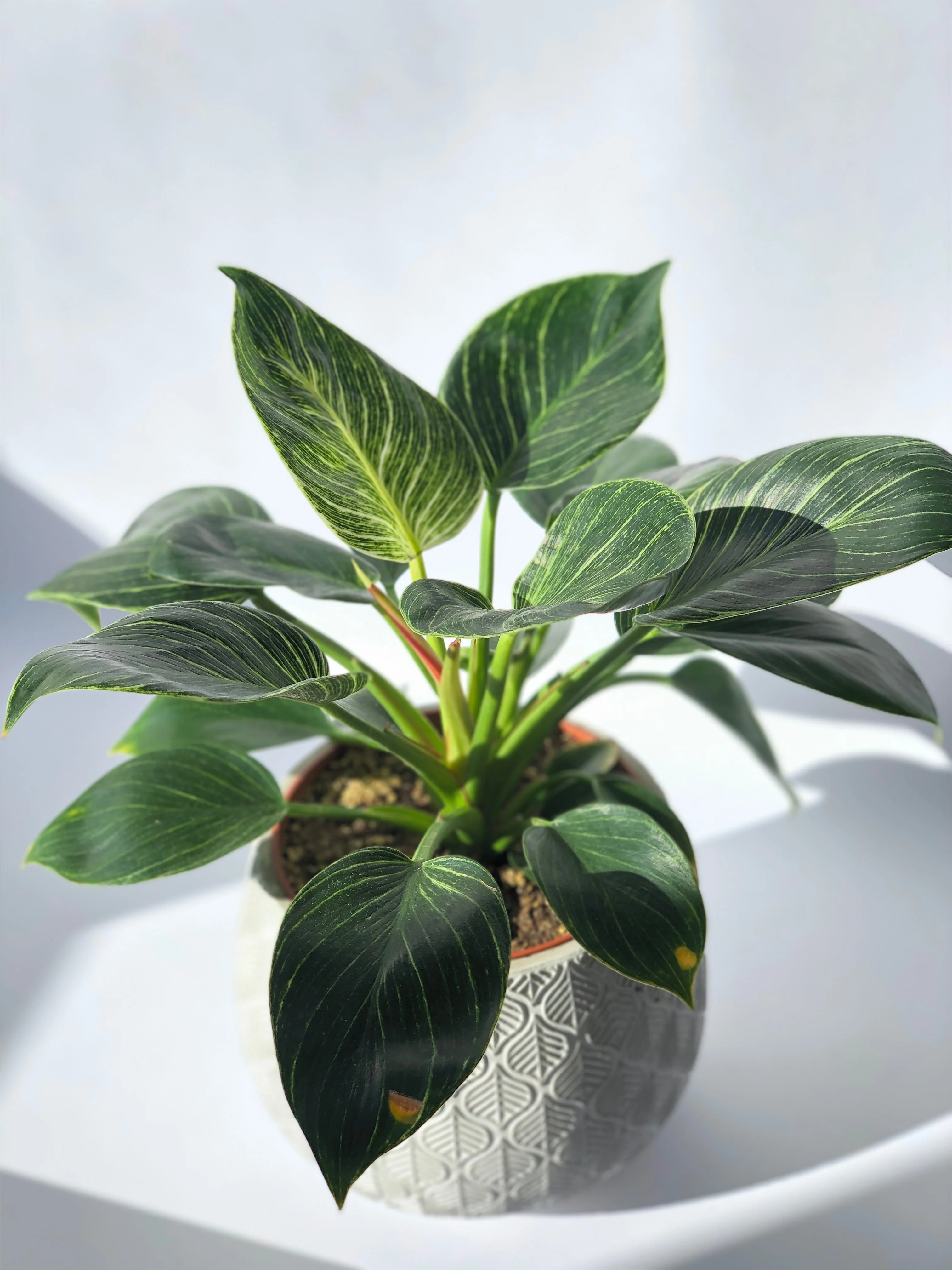 Birkin Philodendron - Image 3
