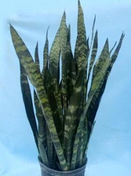 Black Coral Snake plant (Sansevieria)