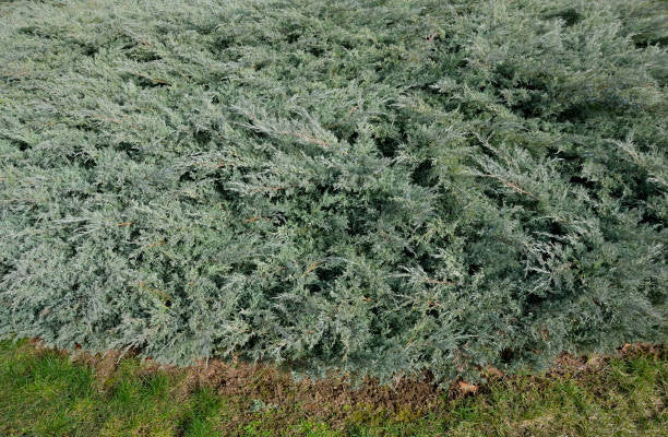 Blue Rug Juniper