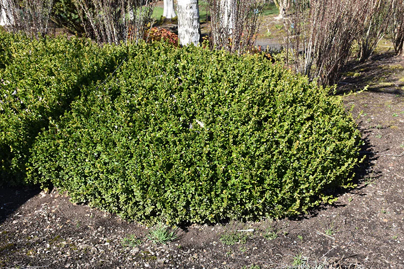 Winter Gem Boxwood