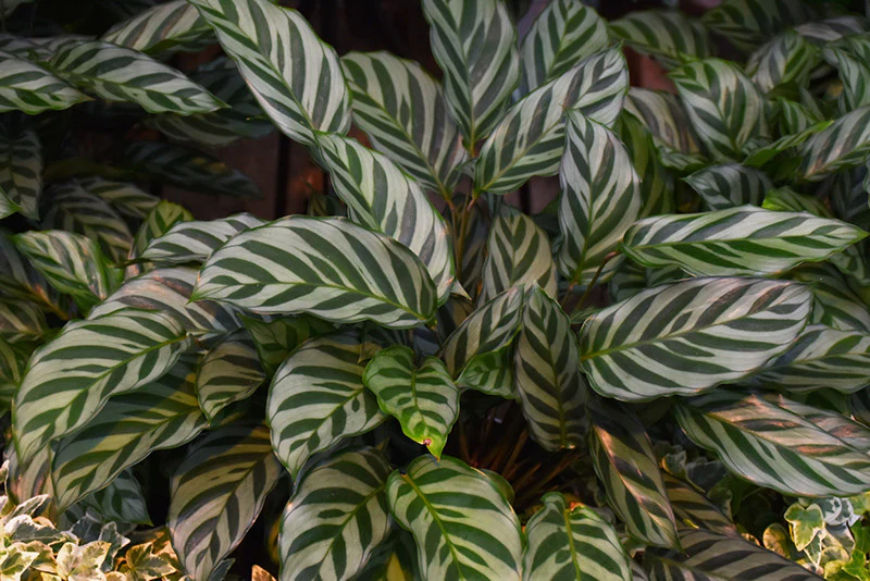 Peacock Plant