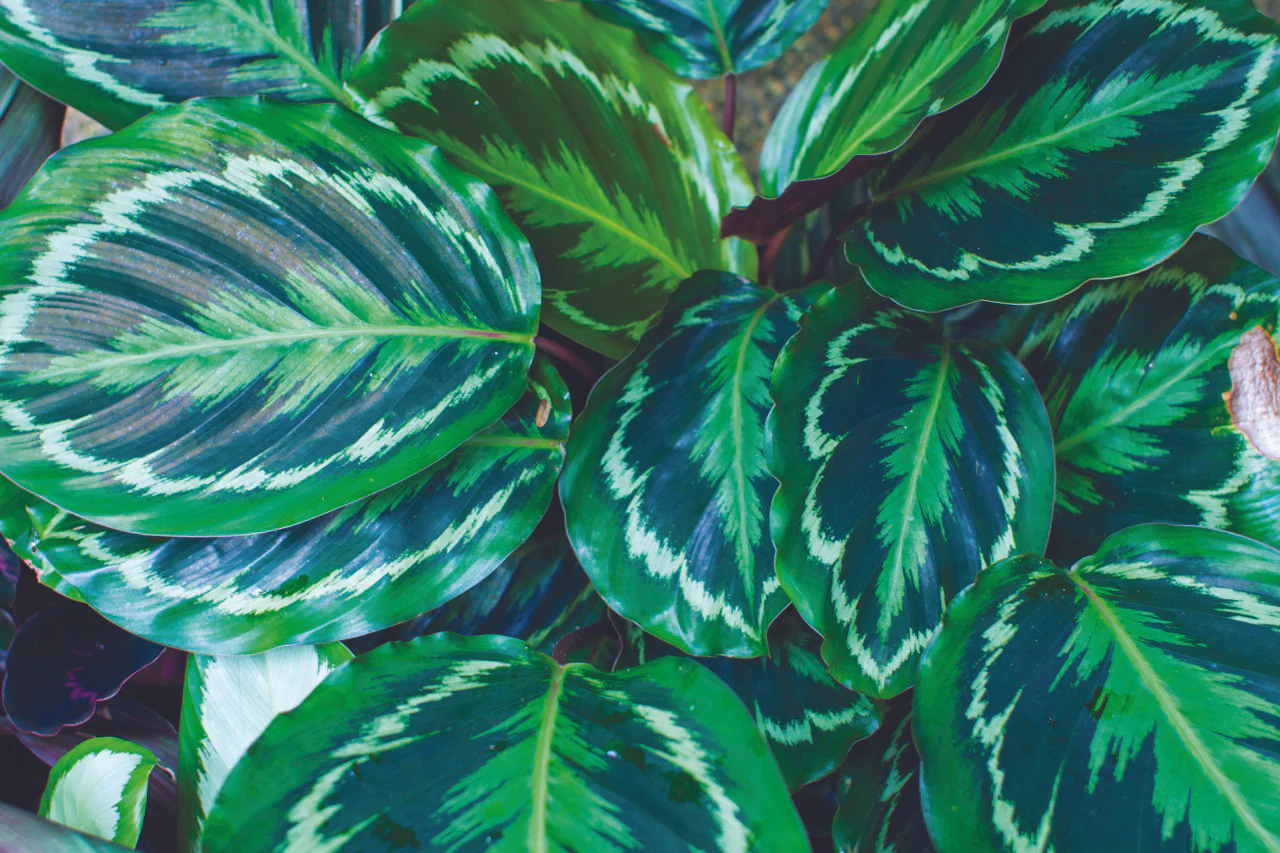 Medallion Rose Painted Calathea
