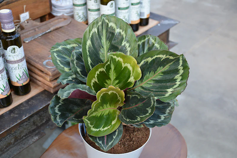 Medallion Rose Painted Calathea - Image 2