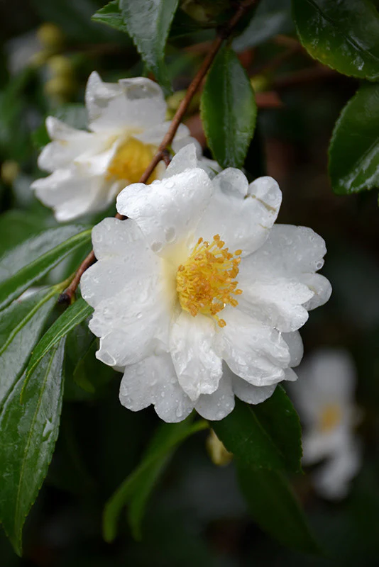 Setsugekka Camellia
