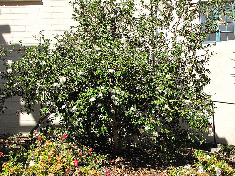 Setsugekka Camellia - Image 2