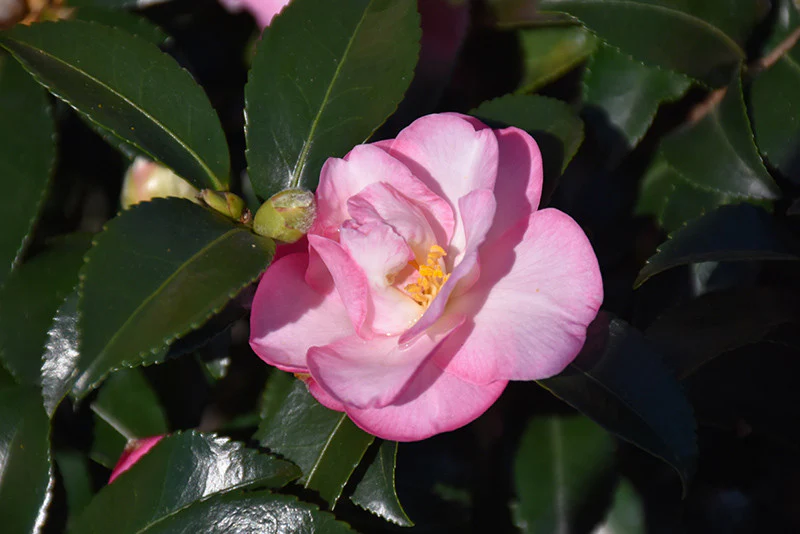 October Magic® Orchid Camellia