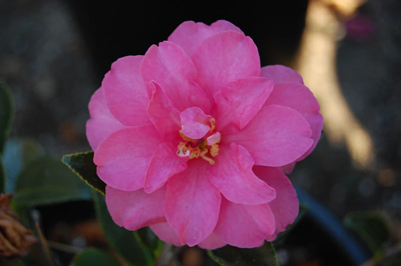 Shishigashira Camellia - Image 2