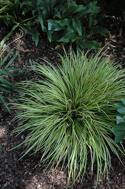 EverColor® Everillo Japanese Sedge