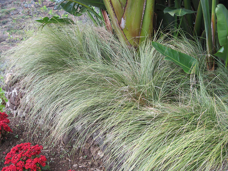 Variegated Japanese Sedge